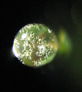 This is the fungus, growing on two of the inside elements of my lens.